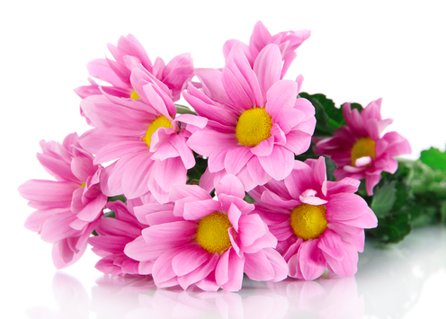 Кустовая хризантема бакарди розовая