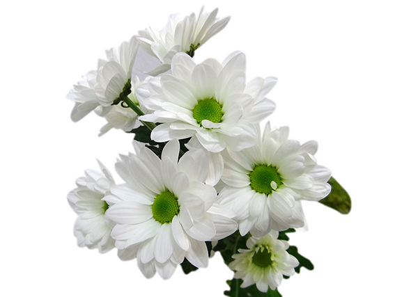 Кустовая хризантема бакарди белая, купить в Санкт-Петербурге.