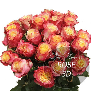 Роза Эквадор Premium "3Д"