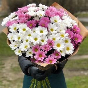 Букет хризантема кустовая 15шт  № АН-016