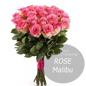 Роза Эквадор Premium "Малибу"