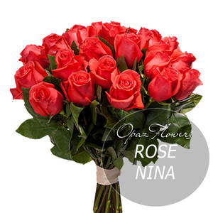 Роза Эквадор Premium "Нина"№АН-004